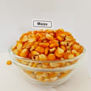 Maize